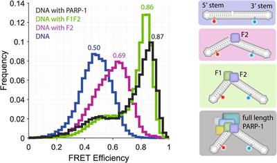 Investigation of metal ion binding biomolecules one molecule at a time